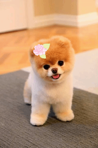 Kawaii #Ldshadowlady GIF