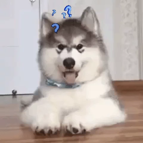 Dogs Reaction GIF by MOODMAN