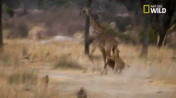 giraffe savage kingdom GIF by Nat Geo Wild