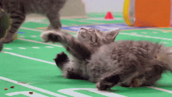 cat catching GIF by Hallmark Channel