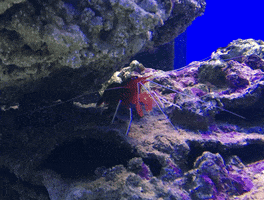 w  GIF
