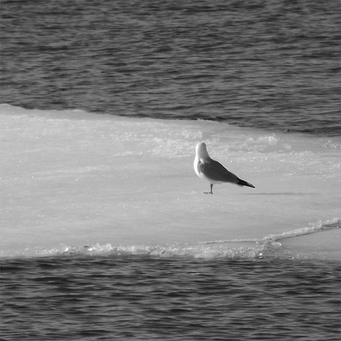 grumbledude disco gull GIF