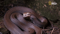 snake eating itself gif
