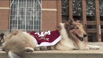 tired texas am GIF by Texas A&M University