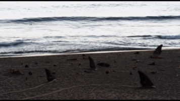 jurghuberortega sandshark GIF