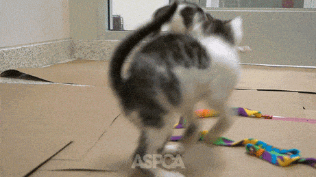 giphy-downsized.gif
