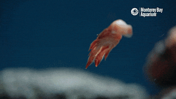 red crab GIF by Monterey Bay Aquarium
