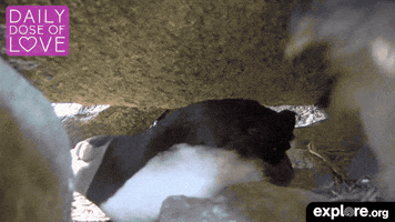 seal island love GIF by explore.org