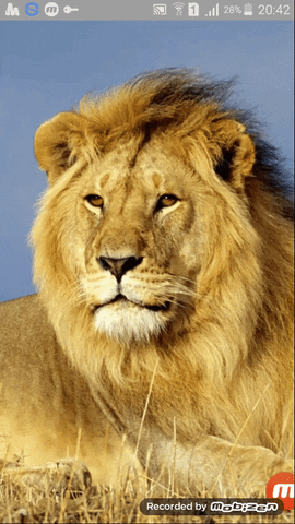 turk lion GIF
