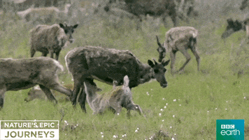 nature's epic journeys feeding GIF by BBC Earth