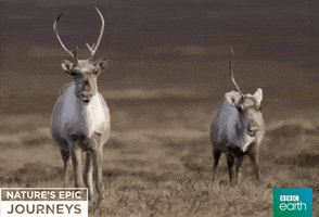 Moose Caribou GIF by BBC Earth