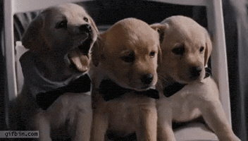 phuongtai  GIF