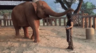 friendship elephant GIF by Mashable