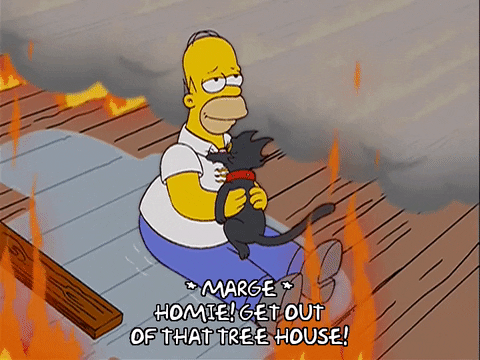 Homer Simpson Cat Gif Find Share On Giphy Homer Simpson Cat Gif Find Share On Giphy