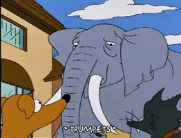 season 5 elephant GIF