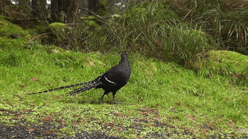 franklin mikado pheasant dasyueshan GIF