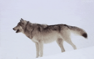 marquis  GIF