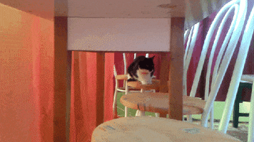 fungus cat animal GIF