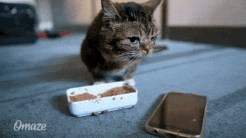 cats food