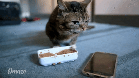 Lil Bub Eating GIF by Omaze - Find & Share on GIPHY
