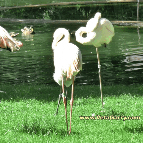 olekondra dance flamingo GIF