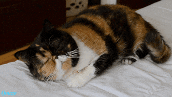 best friends animal society cats GIF by Omaze