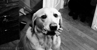 jayzee blinking dog gif GIF