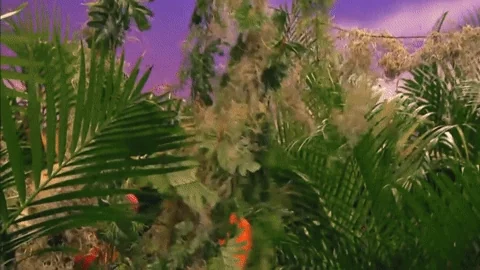 Fun Adventure GIF by Sésamo