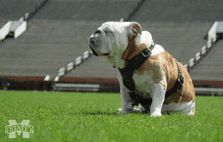 Video gif. Sleepy bulldog wearing a harness sits on Mississippi State football field, its jowls falling back as it opens its mouth and pants.