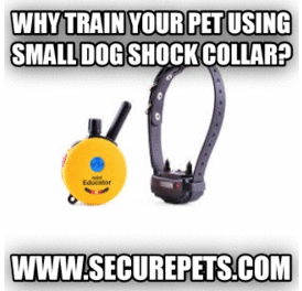 securepets shock collar for small dogs dog shock collar with remote GIF