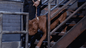 dragons' den dog GIF by CBC