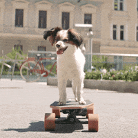 Dog Skate GIF by sofinco