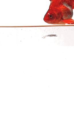 b3fb  GIF