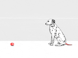 dog ball GIF by umairanwar