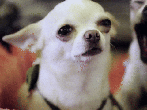 giphy.gif?cid=790b7611a47cf4c849cfa852ea