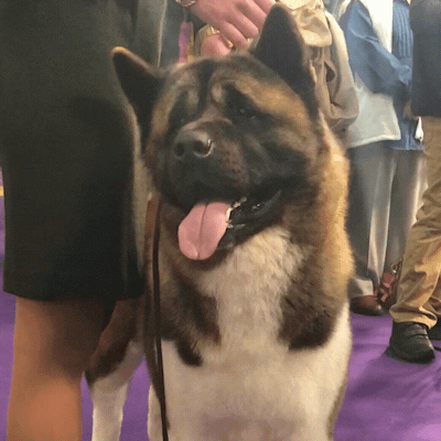Panting Dog Show GIF by Westminster Kennel Club