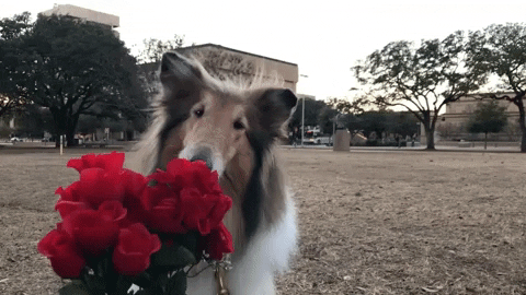 Valentines Day Dog GIF by Texas A&M University - Find & Share on GIPHY