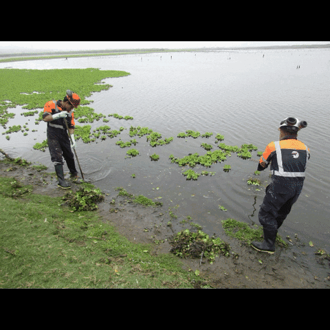 Snp Humedales GIF by SociedadNacionaldePesquería