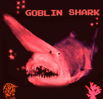Goblin Shark GIF