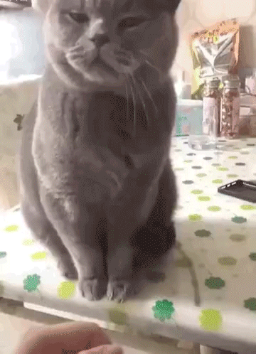 #Cat #Hit GIF