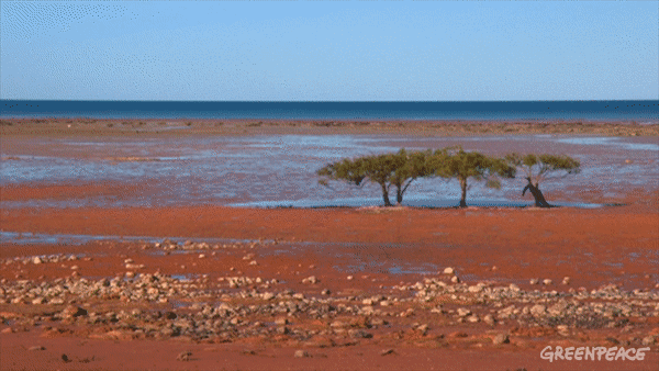 Greenpeace GIF - Find & Share on GIPHY