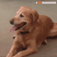 Video gif. Golden Retriever dog pants and lays down relaxed. Suddenly he hears something and his ears pop up, and he closes his mouth in surprise. A question mark and exclamation point appear under his head.