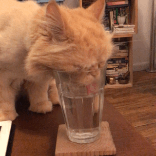 cat drinking gif