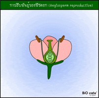 jatuputlokayut biology plant reproduction angiosperm GIF
