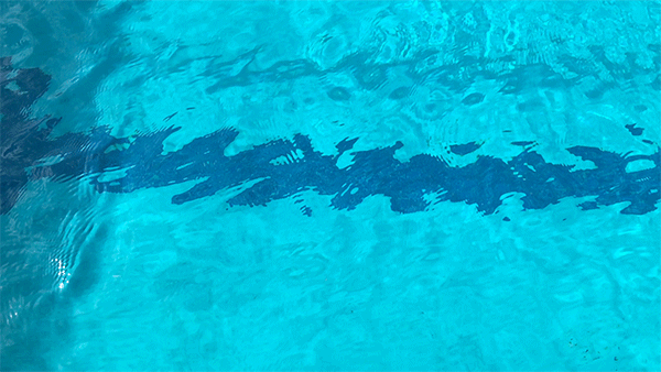 Florida Gators Swimming Gif By University Of Florida Find Share On Giphy
