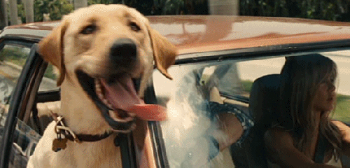 marley and me dog GIF by 20th Century Fox Home Entertainment