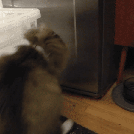 Lilebi  GIF