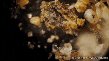 dust mites eww GIF by PBS