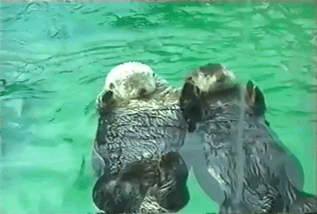 Hand In Hand Sleeping GIF by AFV Pets - Find & Share on GIPHY