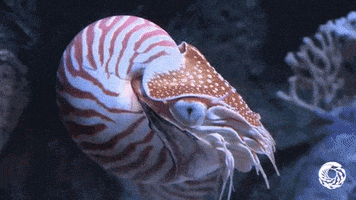 chambered nautilus tentacles GIF by Monterey Bay Aquarium